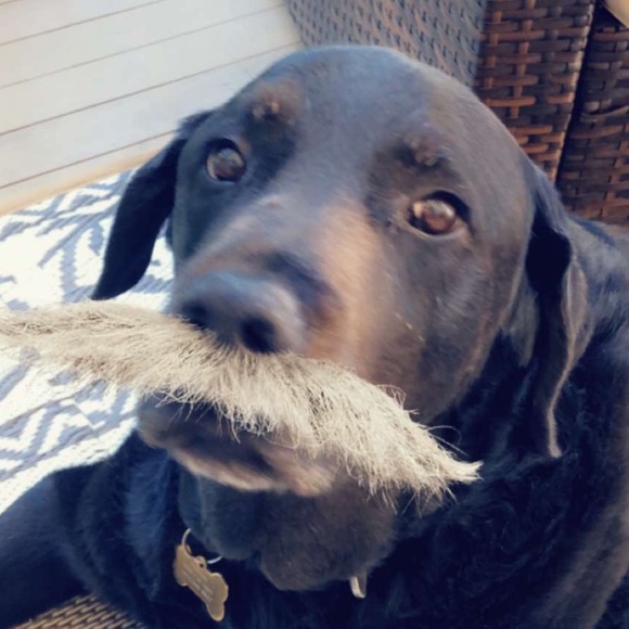 Meet your Posher, Chris - Picture 1 of 1